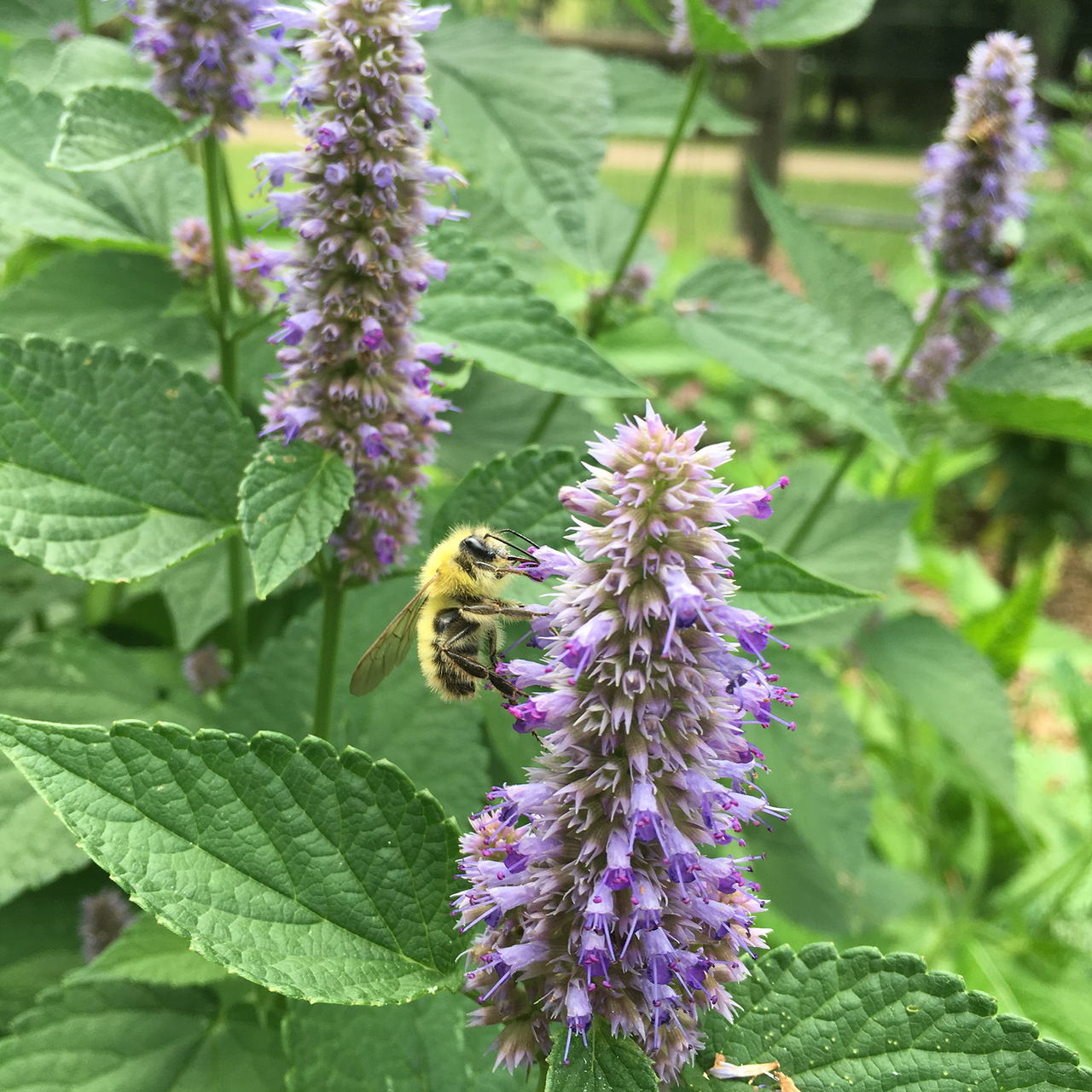 Anise Hyssop (Agastache foeniculum)