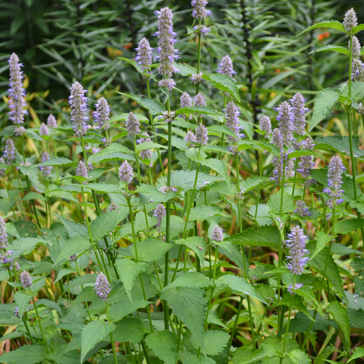 Anise Hyssop (Agastache foeniculum)