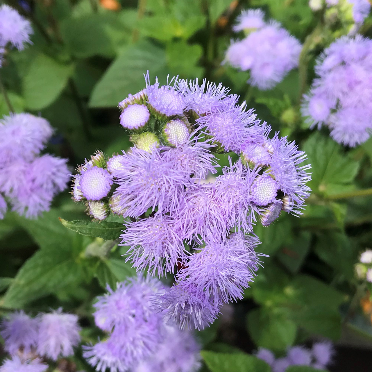 Floss Flower Seeds (Ageratum houstonianum)