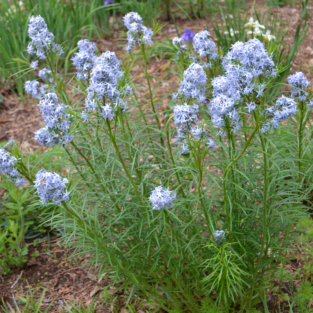 Thread Leaf Amsonia (Amsonia hubrichtii)