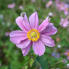 Japanese Anemone (Anemone hupehensis)