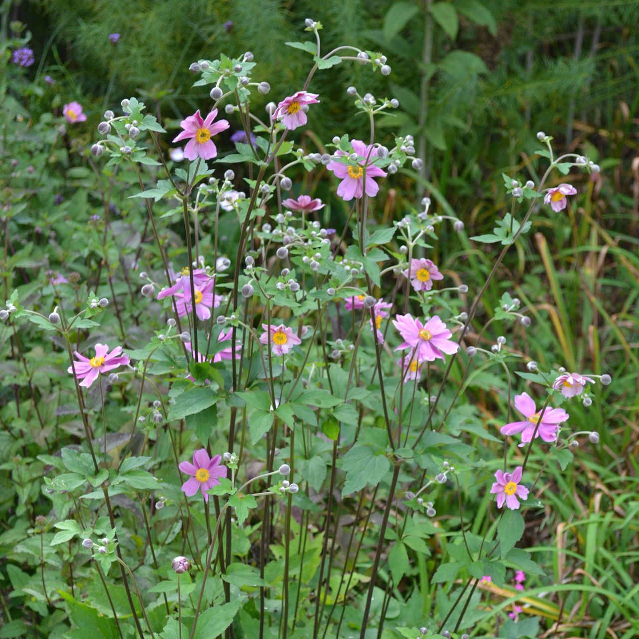 Japanese Anemone (Anemone hupehensis)