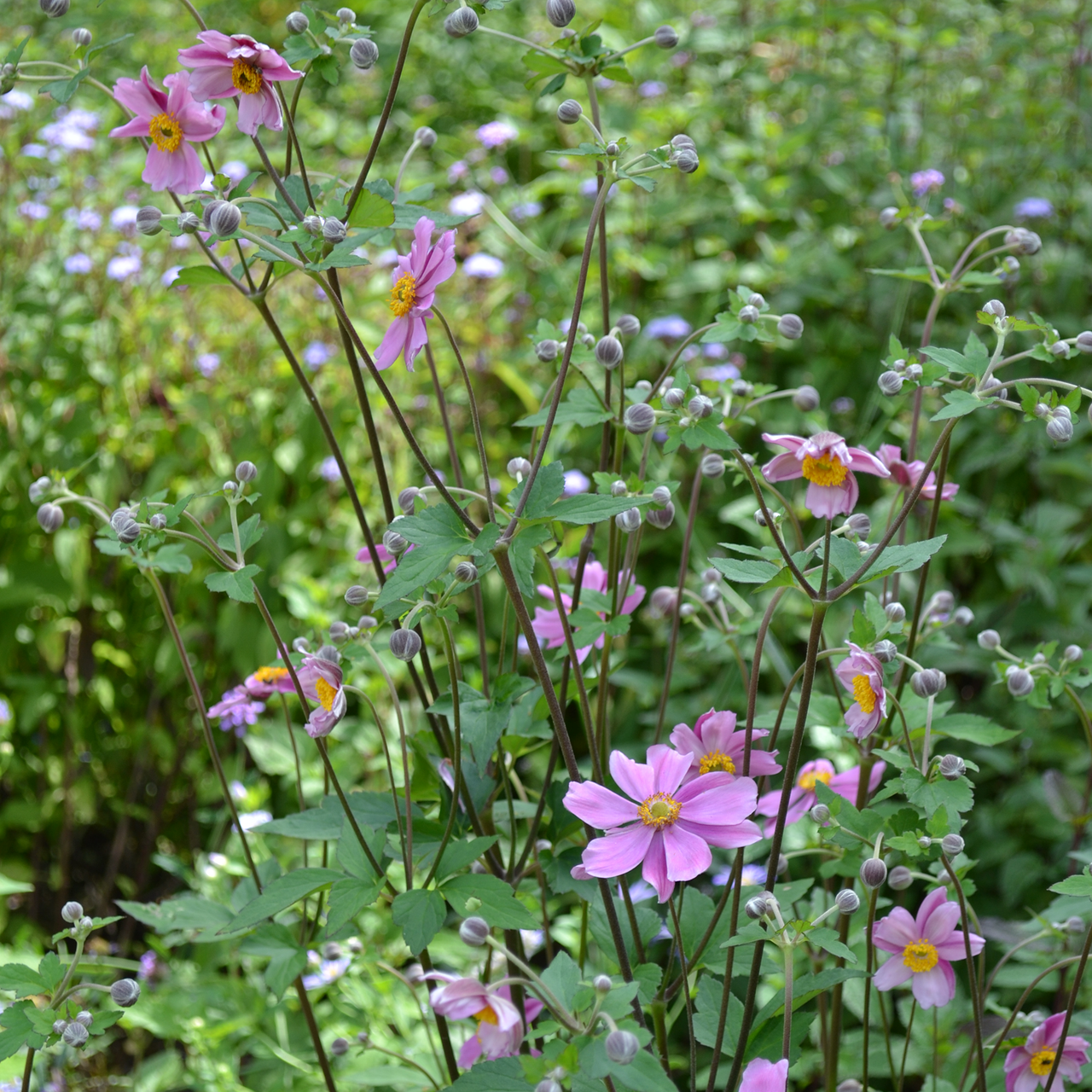 Japanese Anemone (Anemone hupehensis)