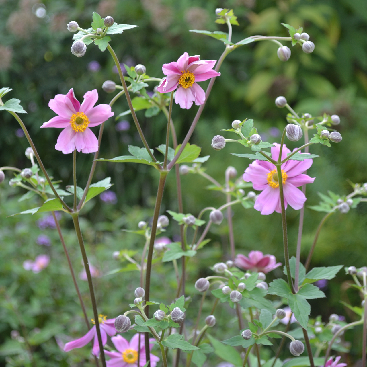 Japanese Anemone (Anemone hupehensis)