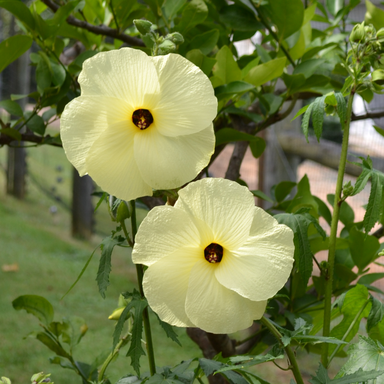 Sunset Hibiscus Seeds (Abelmoschus manihot)