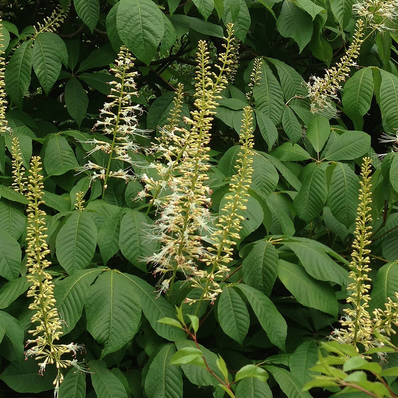 Bare Root Bottlebrush Buckeye (Aesculus parviflora)