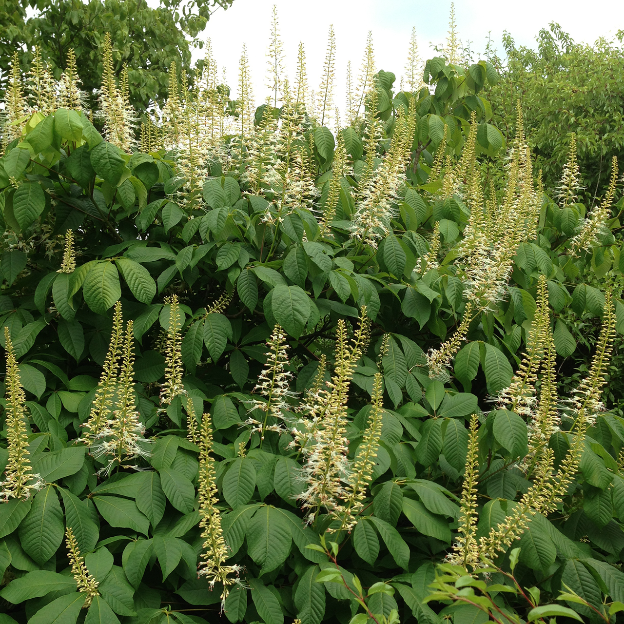 Bare Root Bottlebrush Buckeye (Aesculus parviflora)