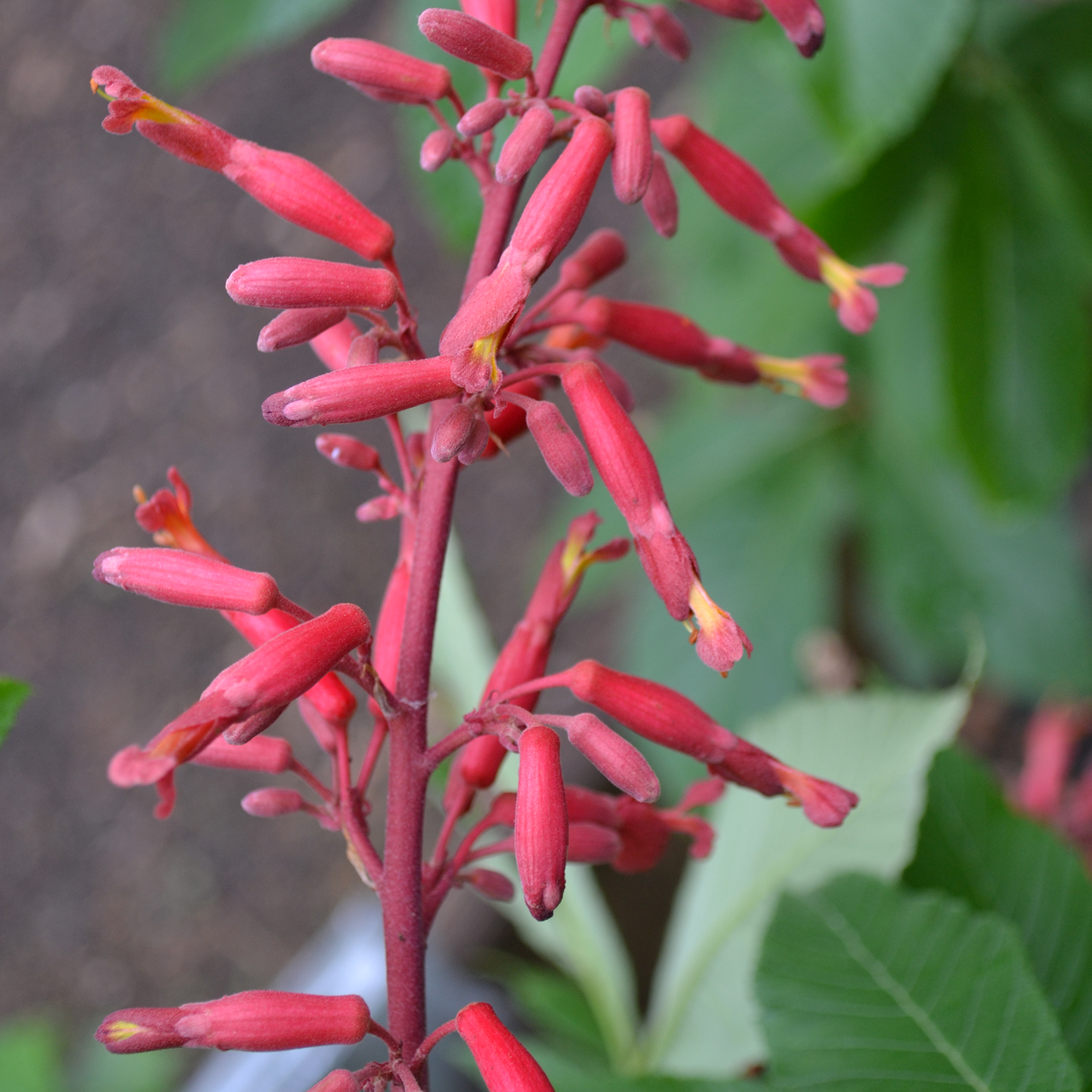 Dwarf Red Buckeye (Aesculus pavia 'Humilis')