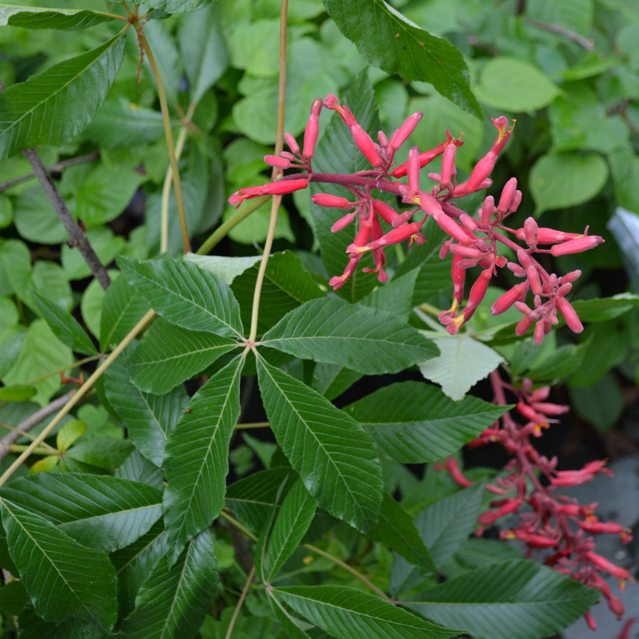 Dwarf Red Buckeye (Aesculus pavia 'Humilis')