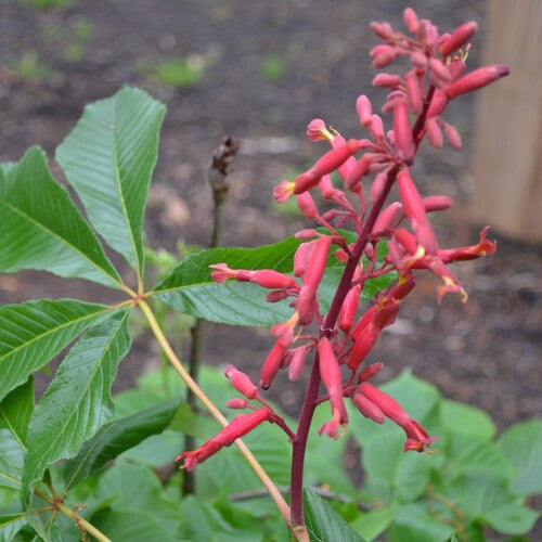 Dwarf Red Buckeye (Aesculus pavia 'Humilis')