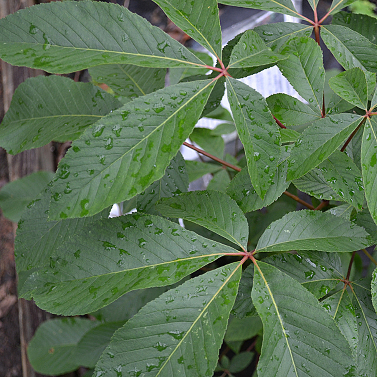 Dwarf Red Buckeye (Aesculus pavia 'Humilis')