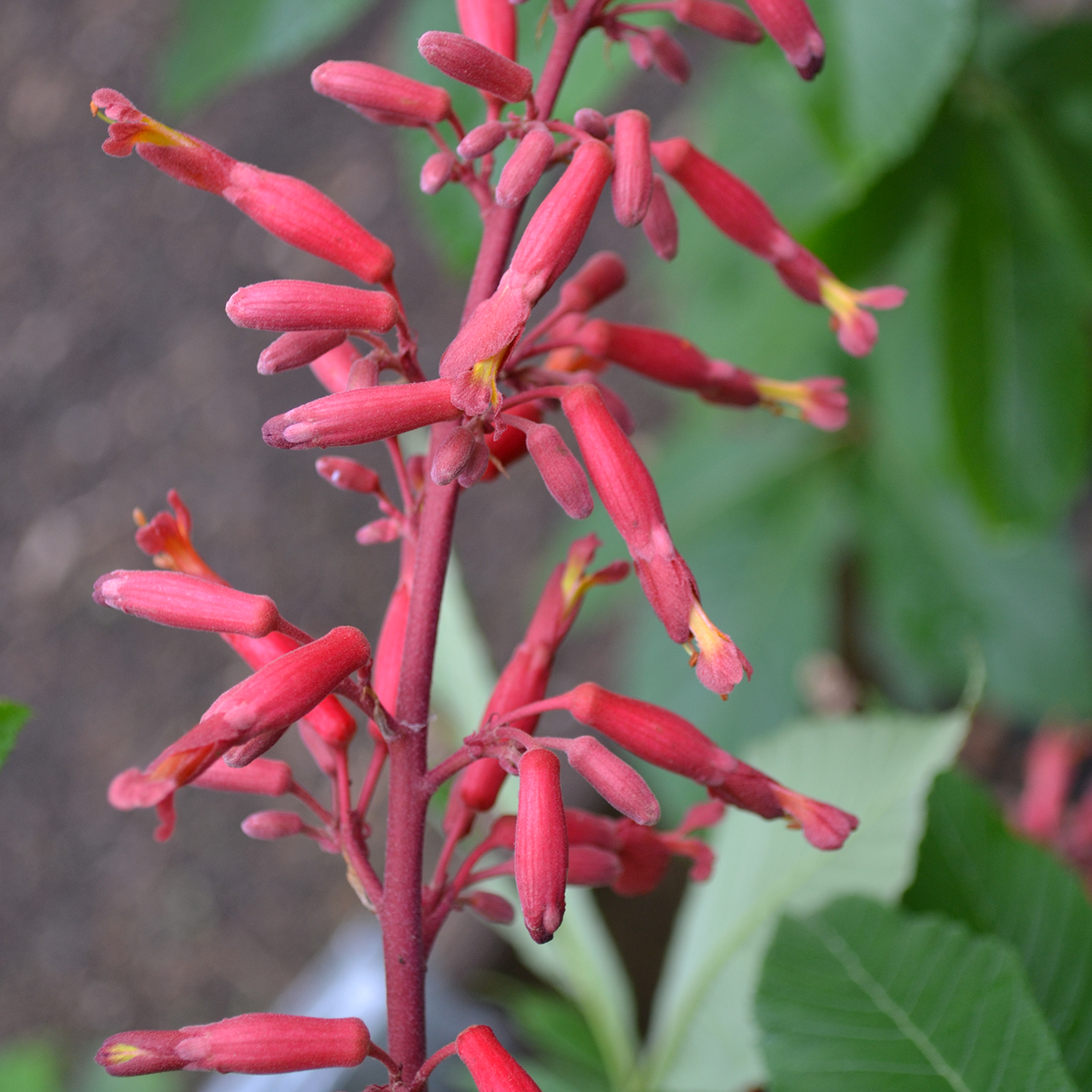 Bare Root Red Buckeye (Aesculus pavia)