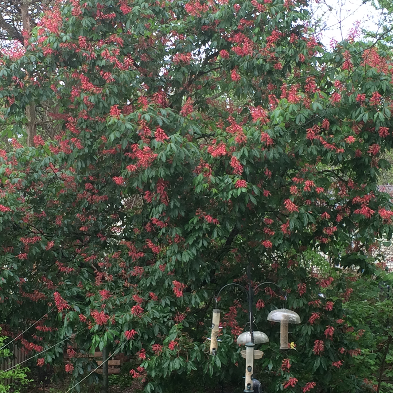 Red Buckeye (Aesculus pavia)