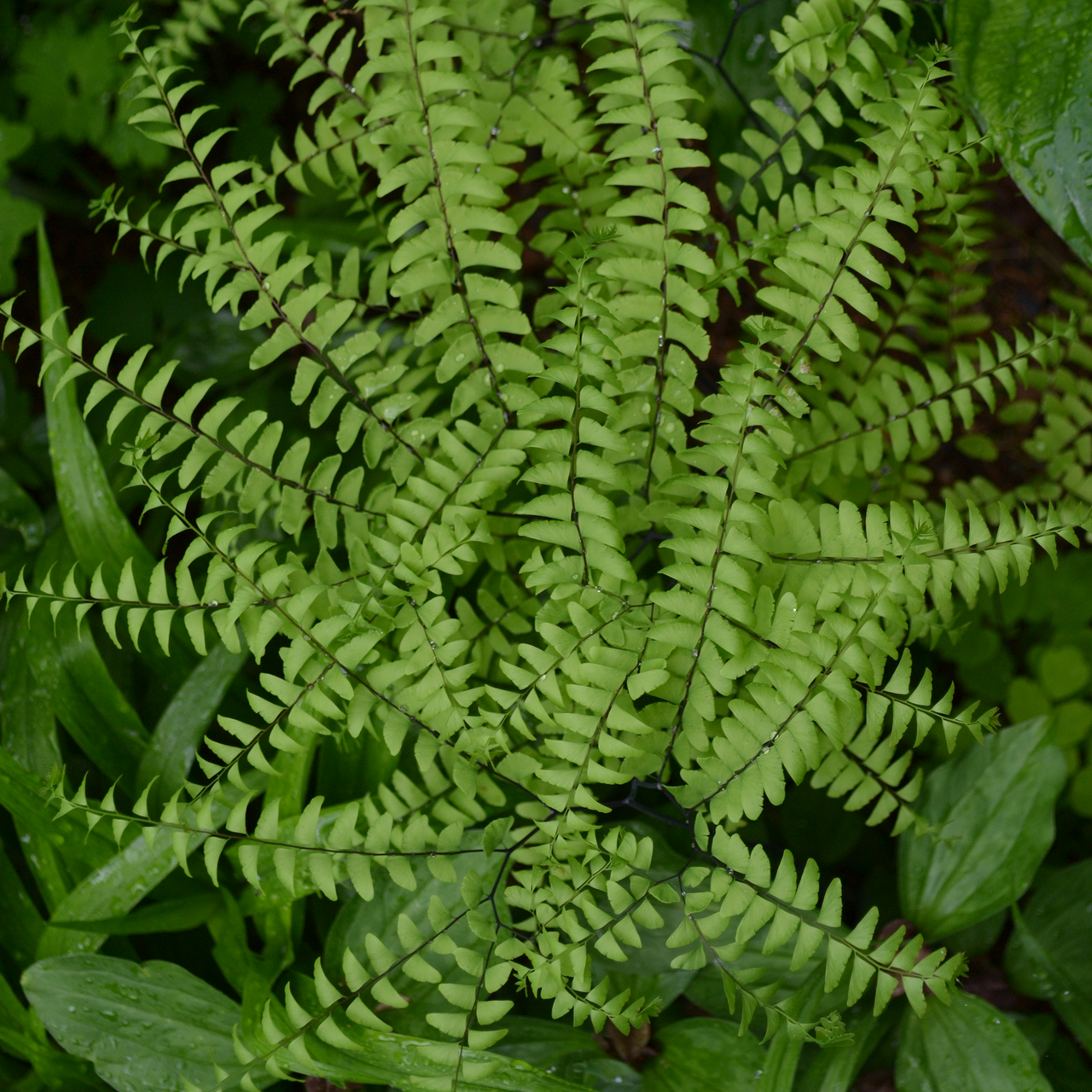 Northern Maidenhair Fern (Adiantum pedatum)