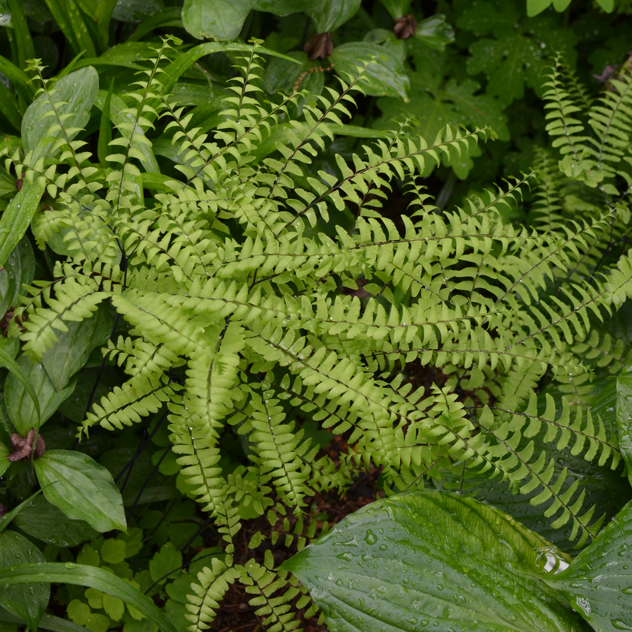 Bare Root Northern Maidenhair Fern (Adiantum pedatum)