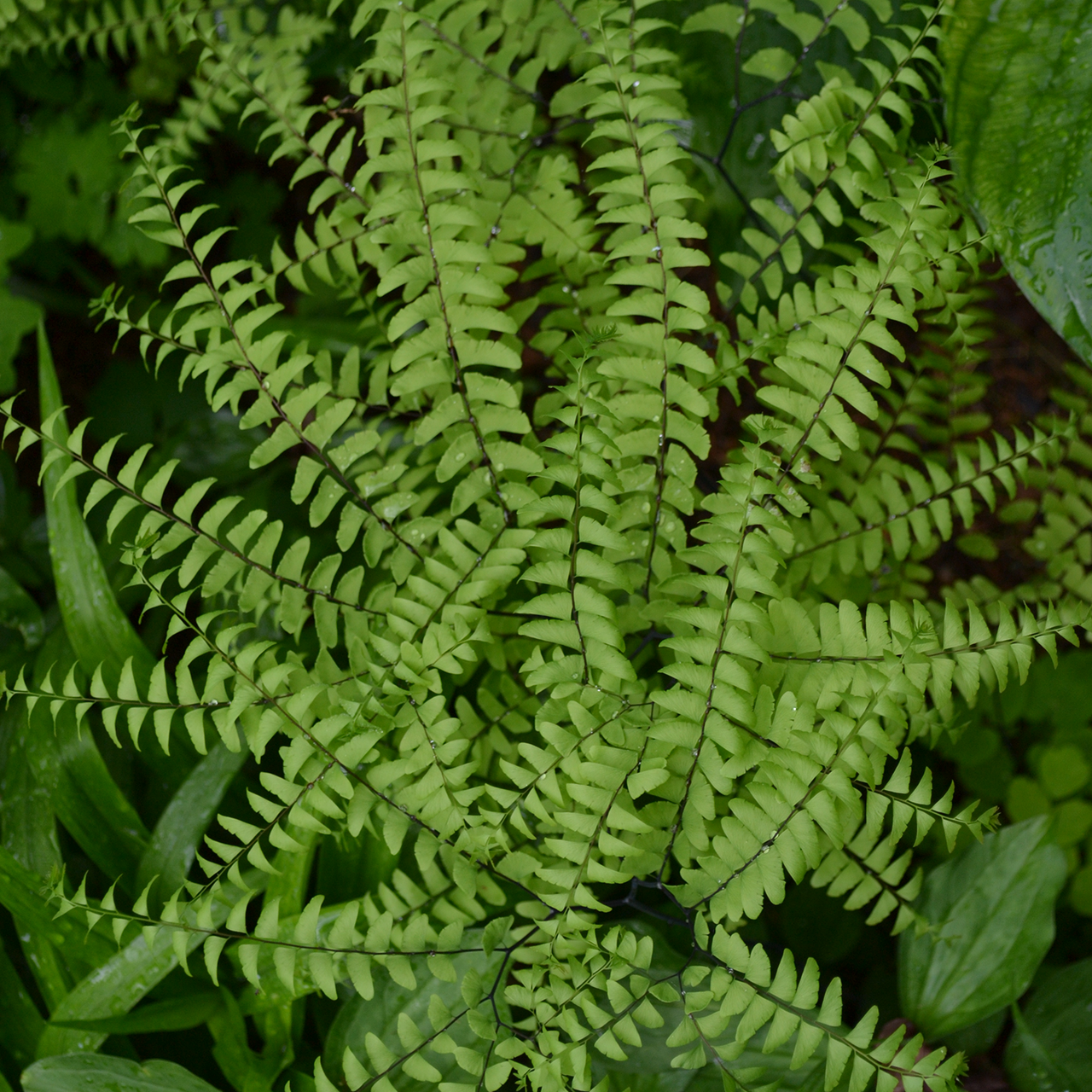 Bare Root Northern Maidenhair Fern (Adiantum pedatum)