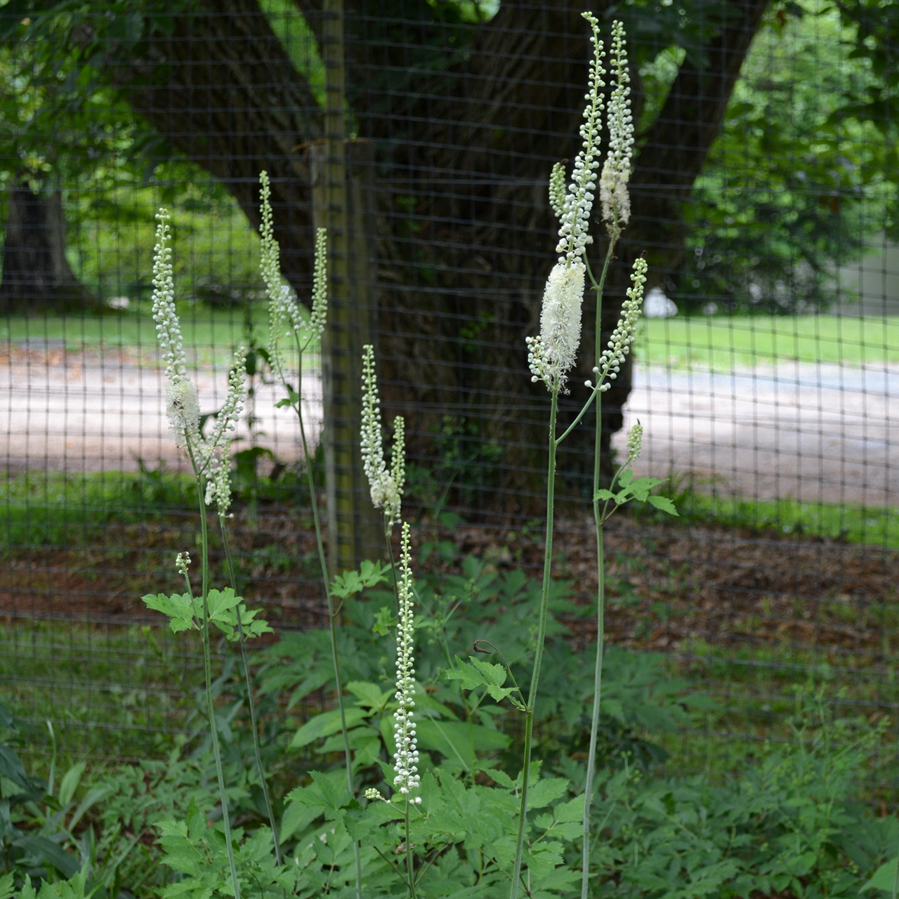 Bare Root Black Cohosh; Snakeroot (Actaea racemosa)