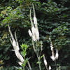 Black Cohosh; Snakeroot (Actaea racemosa)