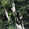 Bare Root Black Cohosh; Snakeroot (Actaea racemosa)