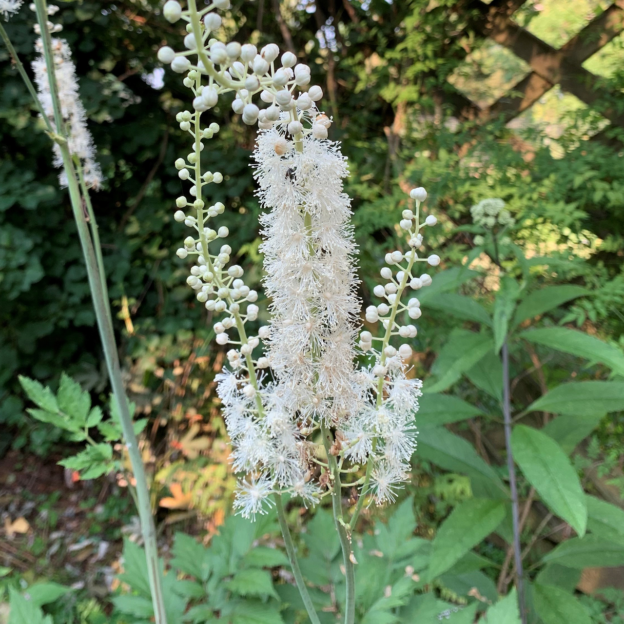 Bare Root Black Cohosh; Snakeroot (Actaea racemosa)