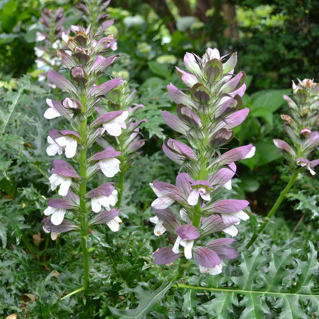 Spiny Bear's Breeches (Acanthus spinosus)