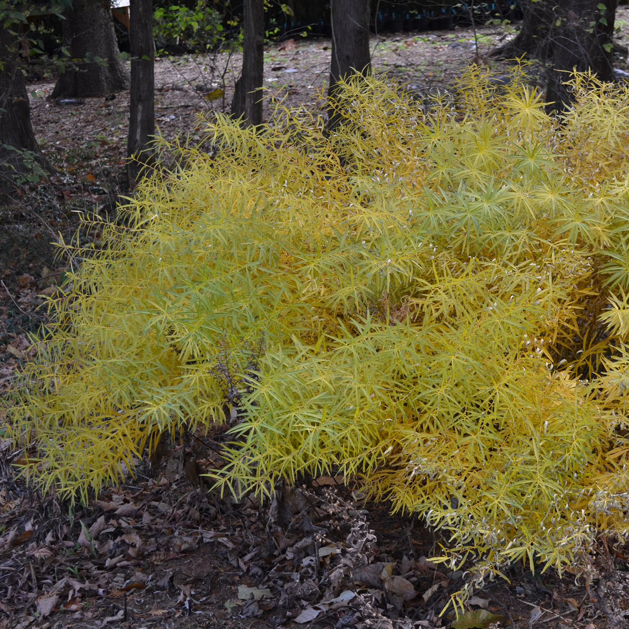 Blue Star (Amsonia tabernaemontana)