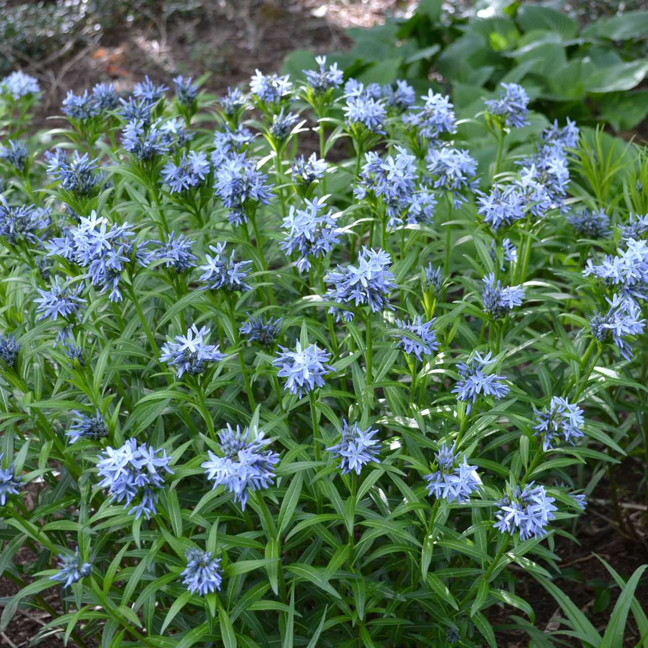 Blue Star (Amsonia tabernaemontana)