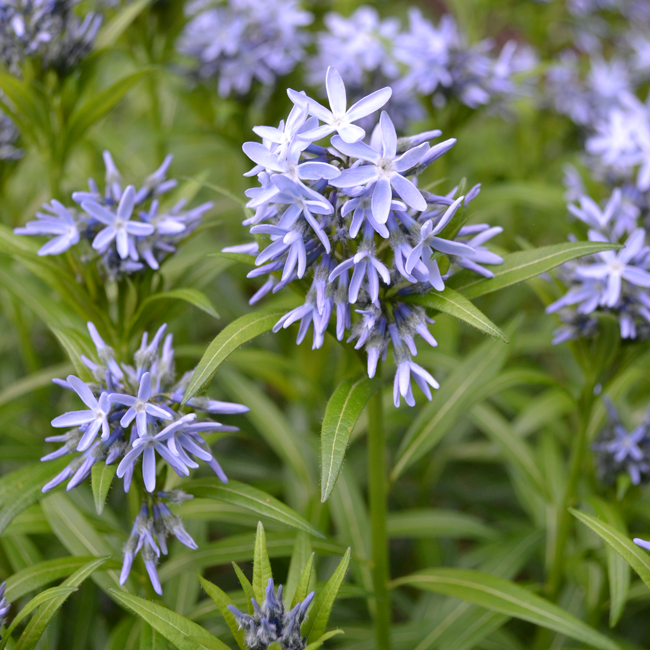 Blue Star (Amsonia tabernaemontana)