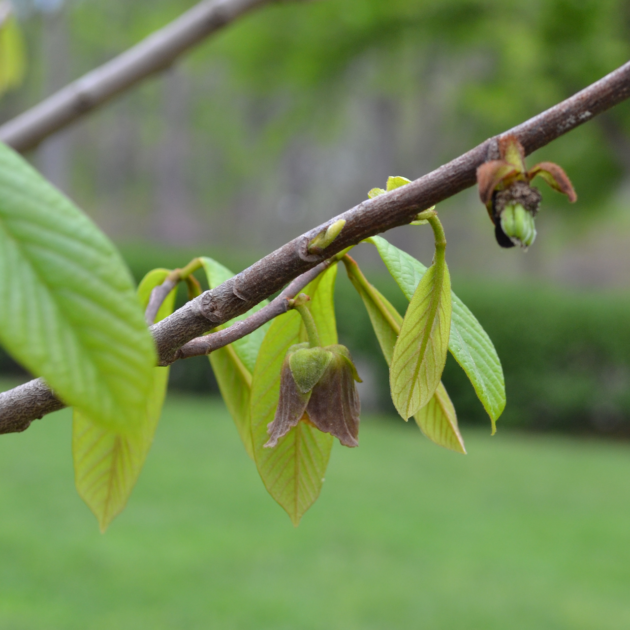 Bare Root Pawpaw (Asimina triloba)