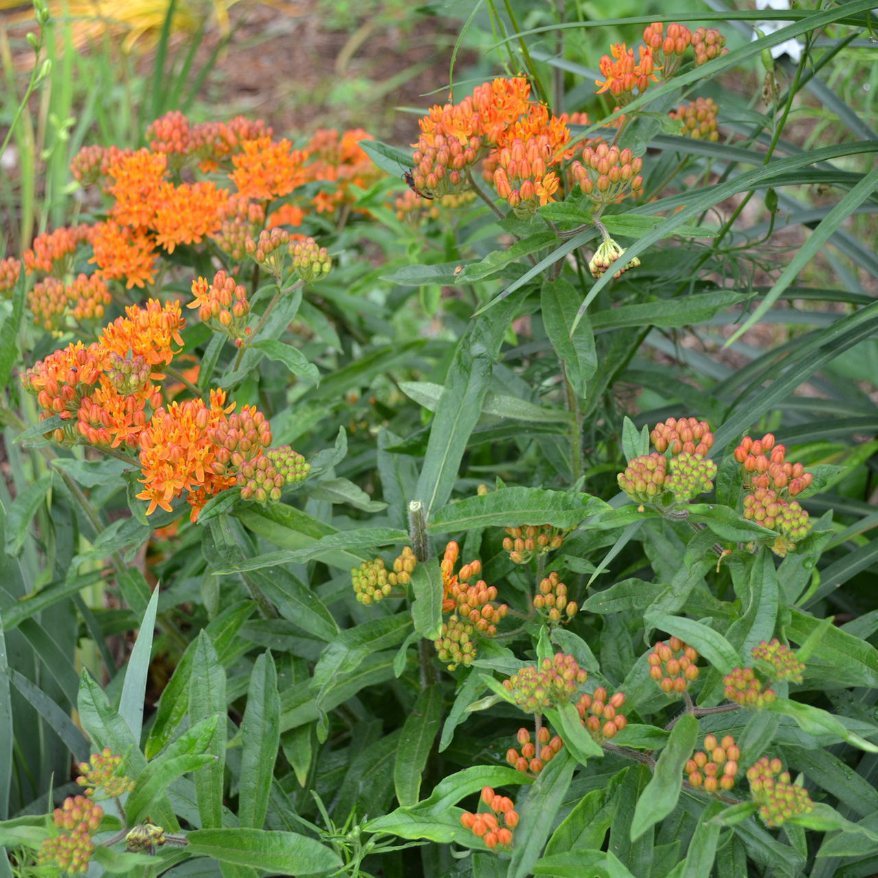 Butterfly Weed (Asclepias tuberosa)