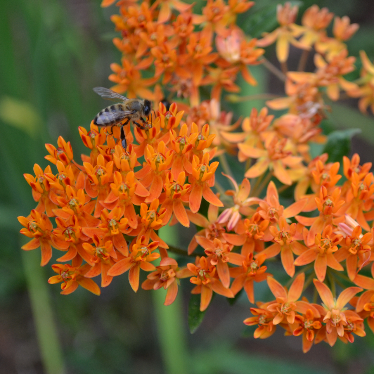 Butterfly Weed (Asclepias tuberosa)