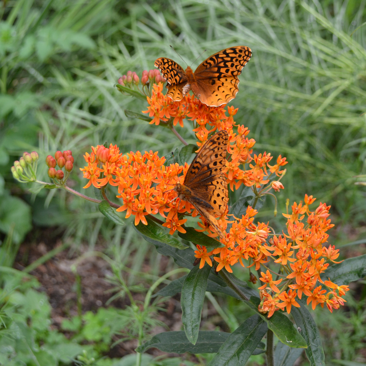 Butterfly Weed (Asclepias tuberosa)