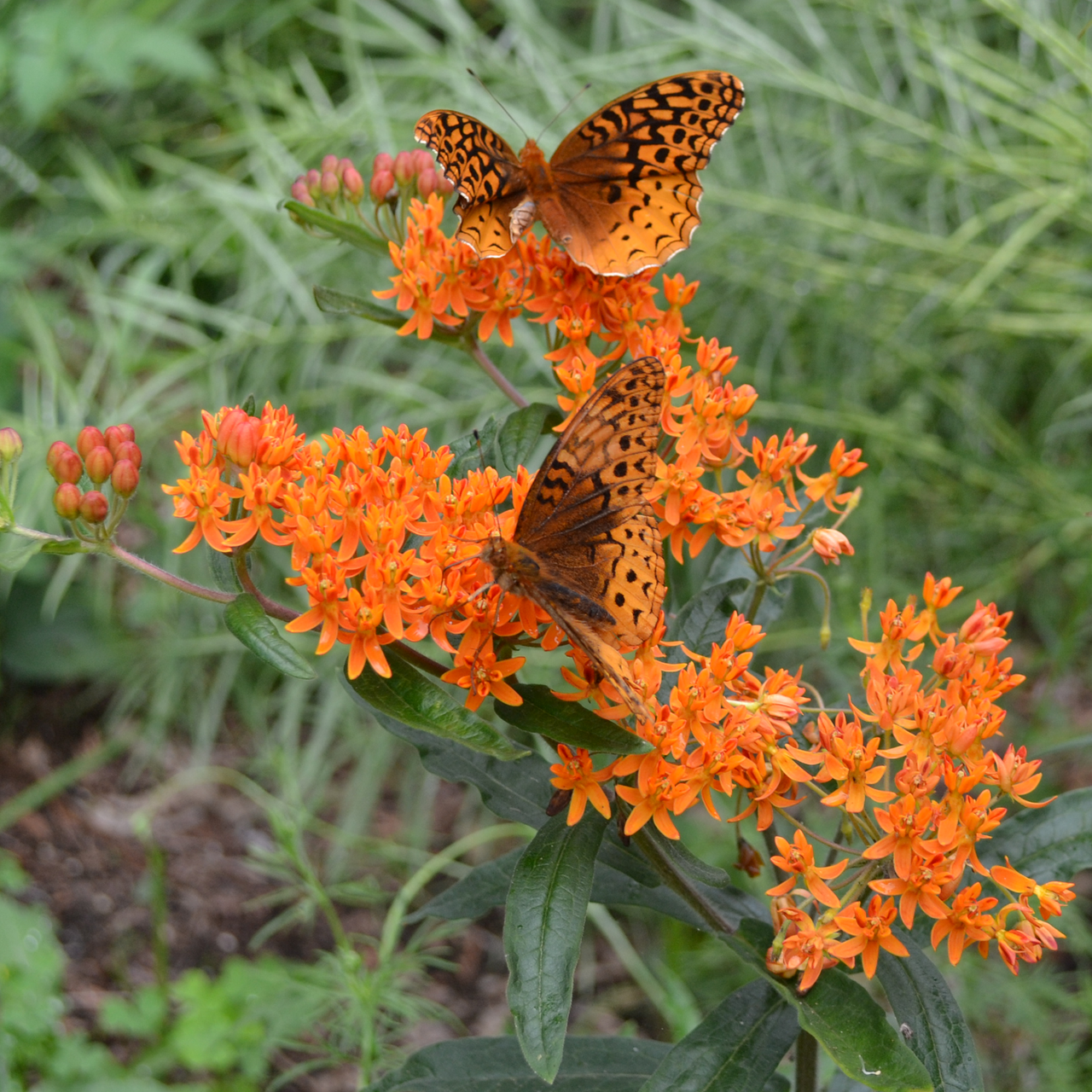 Butterfly Weed Seeds (Asclepias tuberosa)