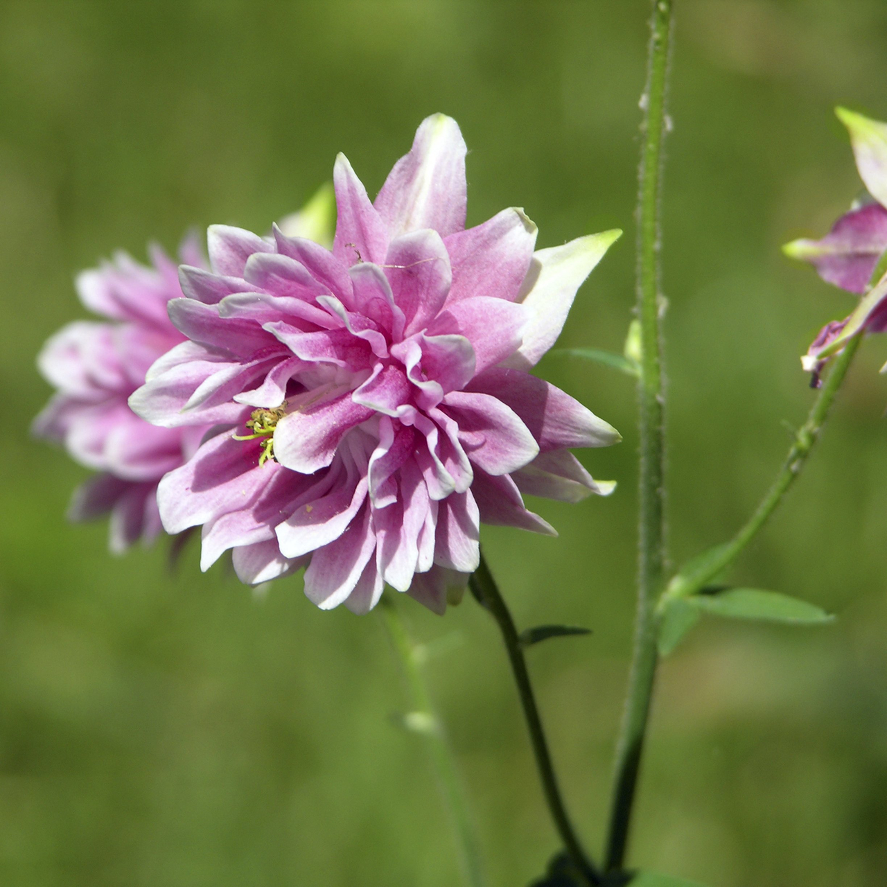 Nora Barlow Columbine Seeds (Aquilegia vulgaris var. stellata cv.)