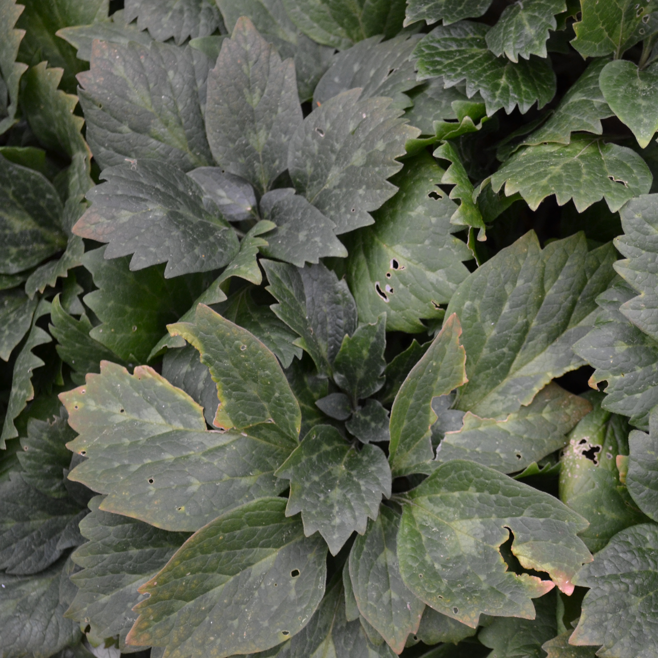 Allegheny Pachysandra (Pachysandra procumbens)