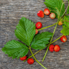 Alpine Strawberry Seeds (Fragaria vesca var. vesca)