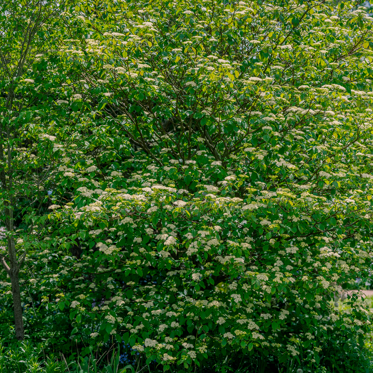 Alternate-leaf Dogwood (Cornus alternifolia)