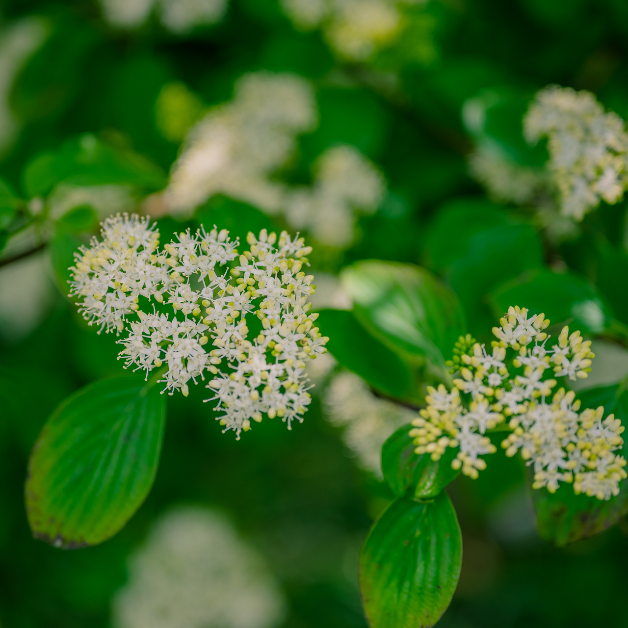 Bare Root Alternate-leaf Dogwood (Cornus alternifolia)