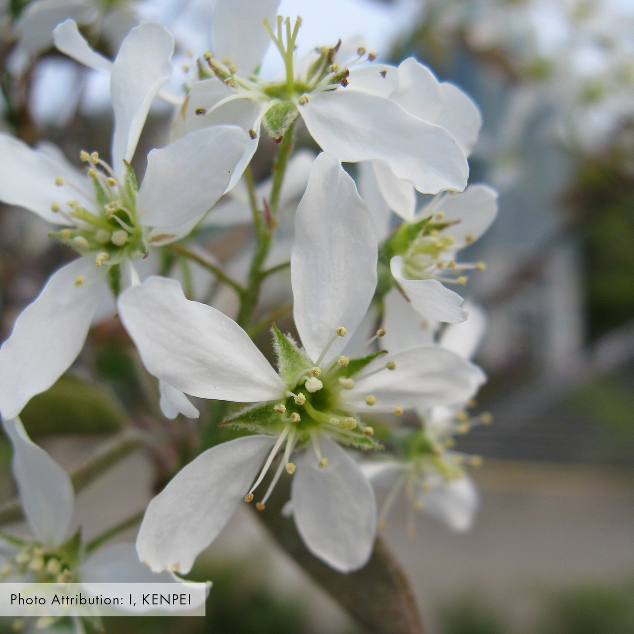 Bare Root Juneberry (Amelanchier canadensis)