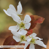 Bare Root Allegheny Serviceberry (Amelanchier laevis)