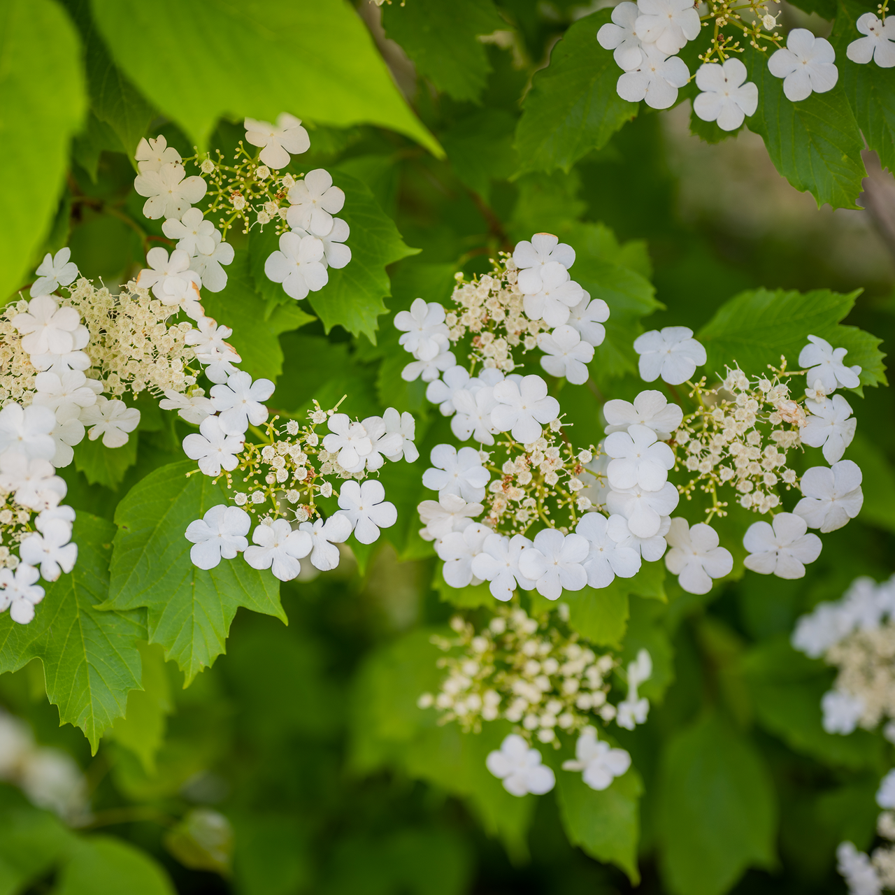 American Cranberry Bush (Viburnum opulus var. americanum)