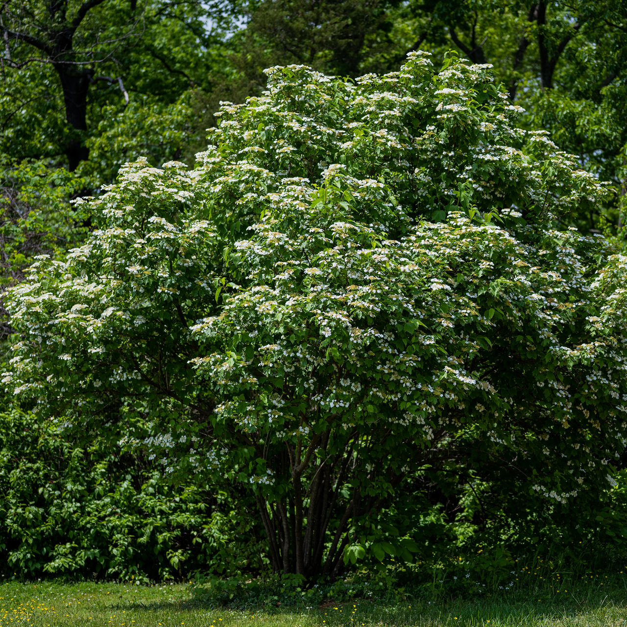 American Cranberry Bush (Viburnum opulus var. americanum)