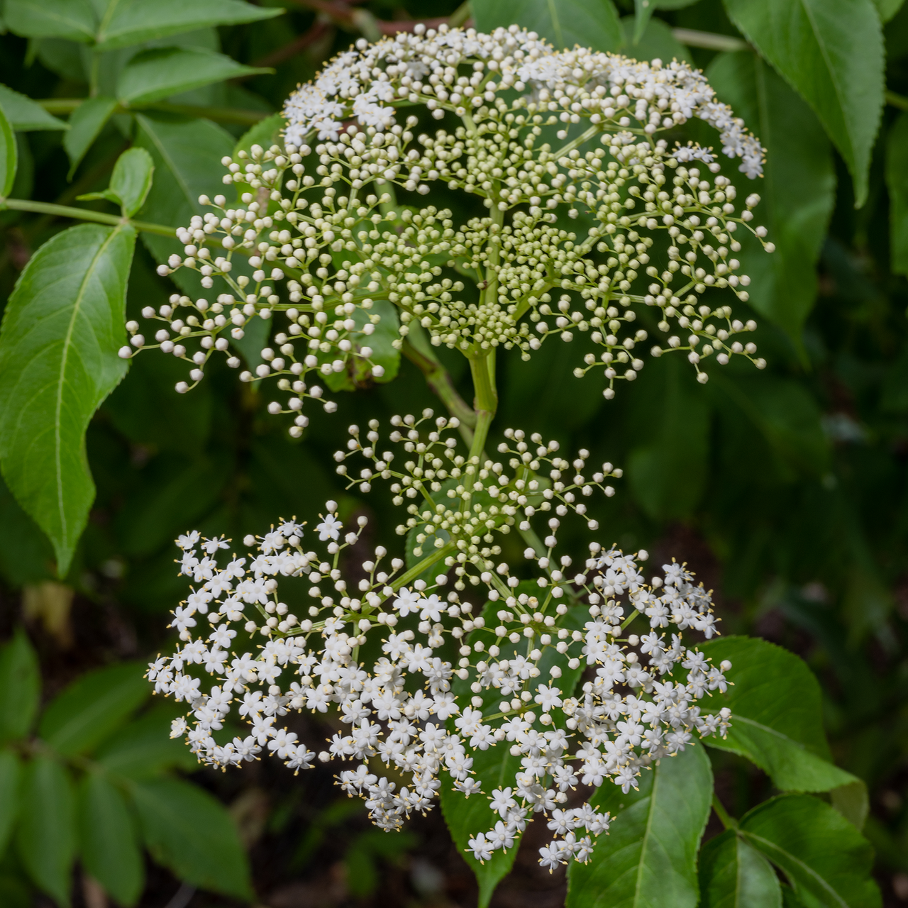 Bare Root American Black Elderberry (Sambucus canadensis)