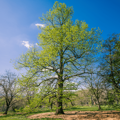 American Linden; American Basswood (Tilia americana)