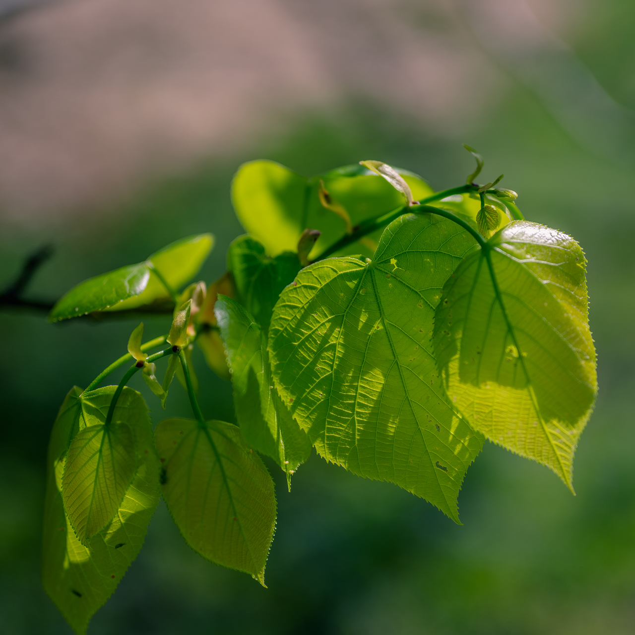 Bare Root American Linden; American Basswood (Tilia americana)