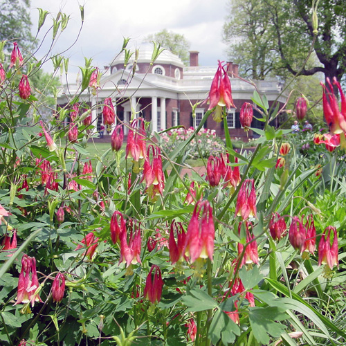 Eastern Red Columbine (Aquilegia canadensis)