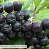 Bare Root Black Chokeberry (Aronia melanocarpa)