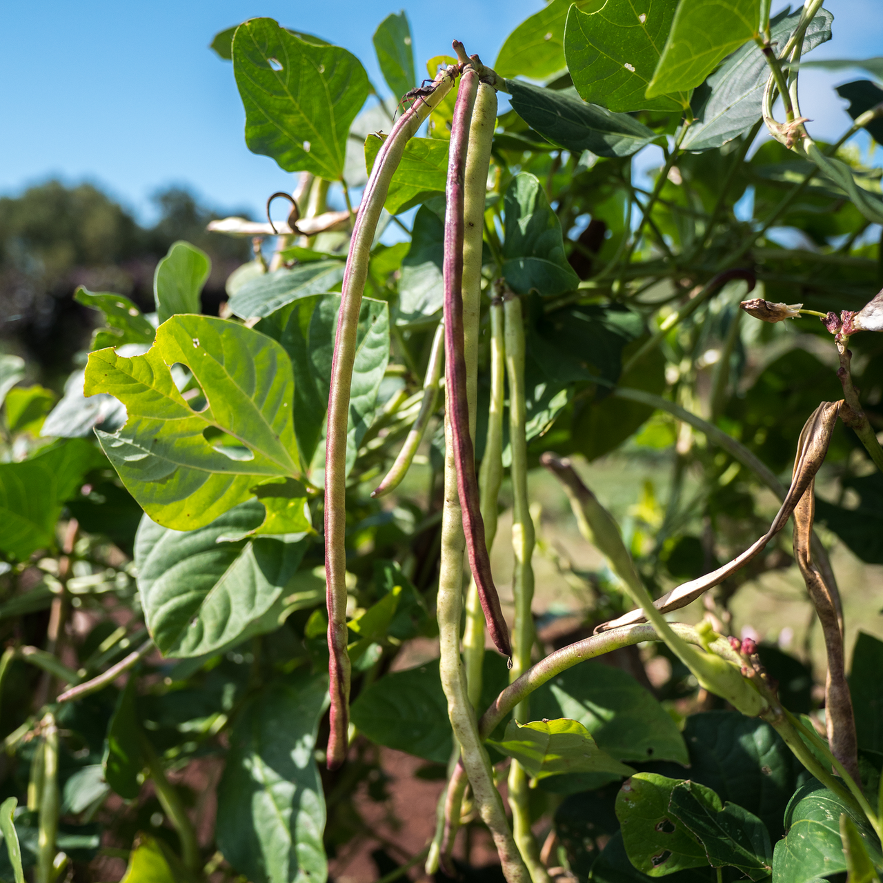 Asparagus Bean Seeds (Vigna unguiculata sesquipedalis)