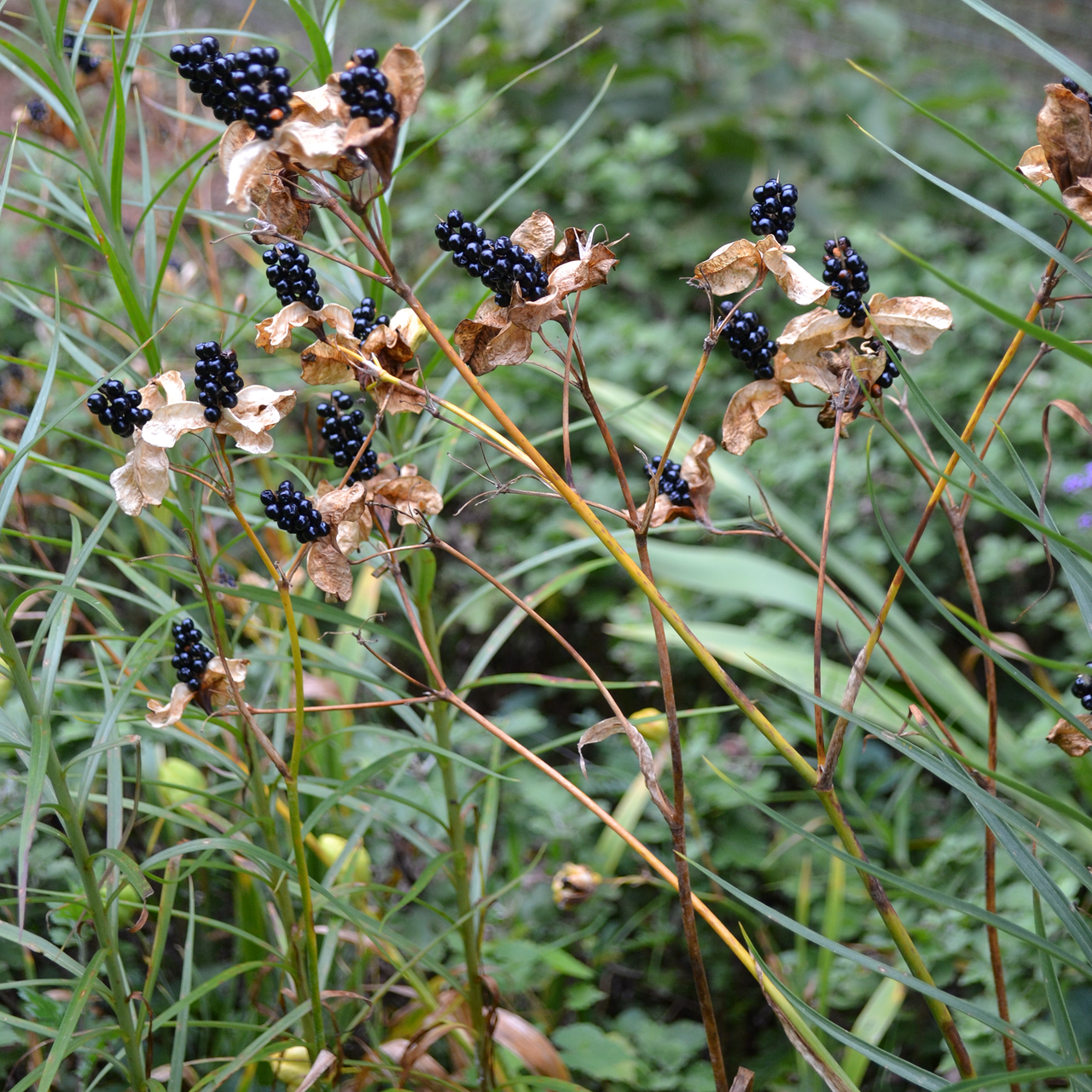 Blackberry Lily (Iris domestica)