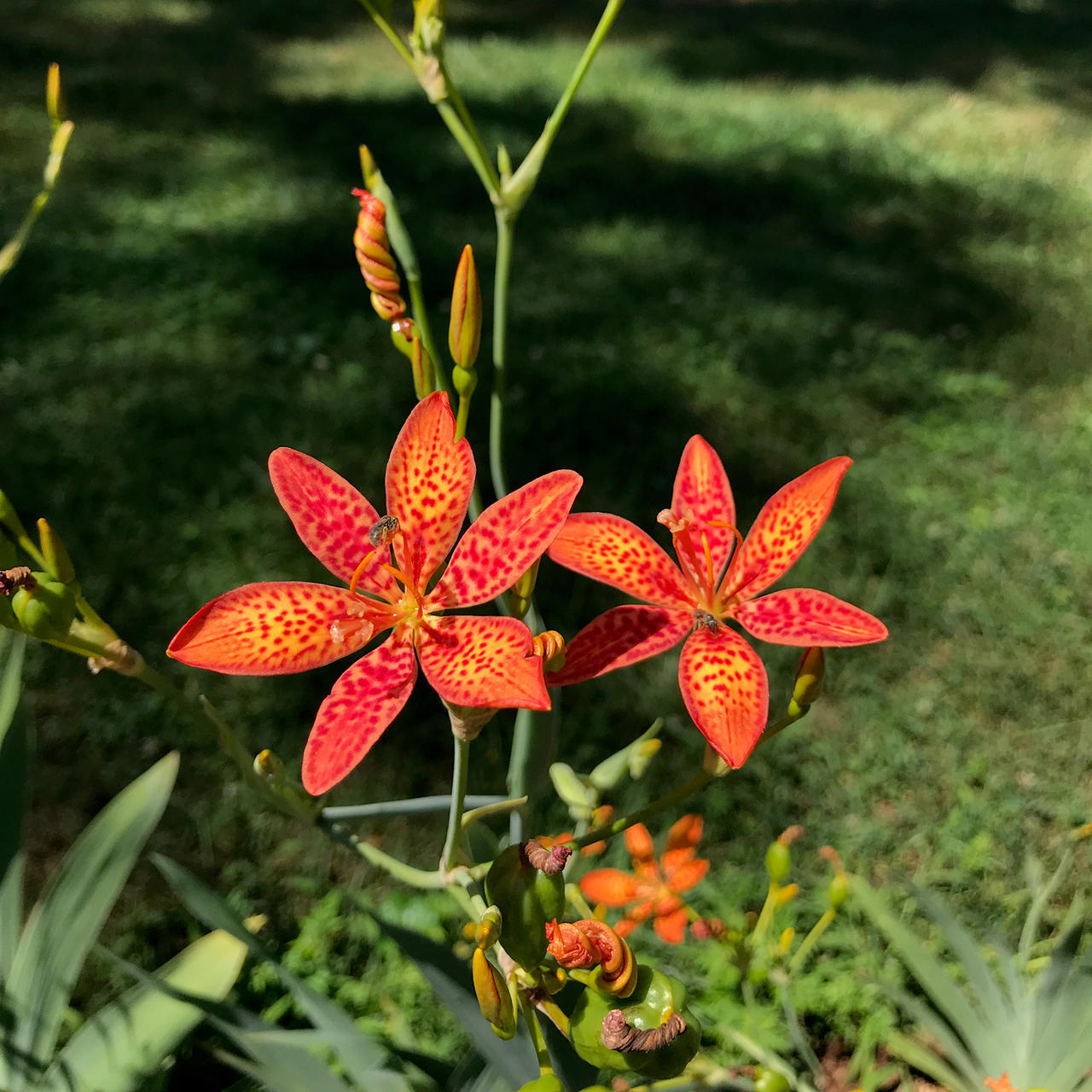 Blackberry Lily (Iris domestica)